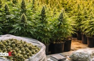 Arrestato un 23enne ad Agropoli per coltivazione di marijuana Arrestato un 23enne ad Agropoli per coltivazione di marijuana