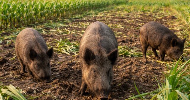 Cinghiali in aumento nel Salernitano, Confagricoltura chiede interventi urgenti Cinghiali in aumento nel Salernitano, Confagricoltura chiede interventi urgenti