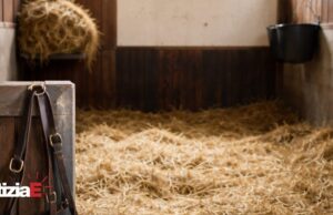 La scomparsa di Varenne: un cavallo straordinario lascia un vuoto incolmabile La scomparsa di Varenne: un cavallo straordinario lascia un vuoto incolmabile