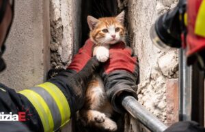 Vigili del Fuoco salvano un gattino intrappolato tra due edifici Vigili del Fuoco salvano un gattino intrappolato tra due edifici