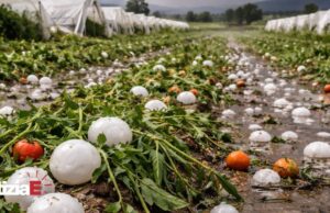 Violenta bomba d’acqua colpisce il Salernitano, danni all’agricoltura Violenta bomba d'acqua colpisce il Salernitano, danni all'agricoltura